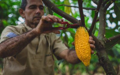 Fine flavour cocoa, the ingredient behind Luker chocolate